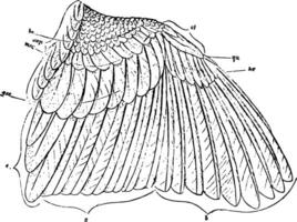piume di un' passero ala, Vintage ▾ illustrazione. vettore