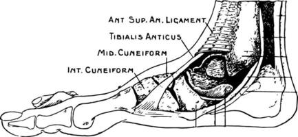 dissezione di un' piatto piede, Vintage ▾ illustrazione vettore