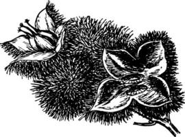 Castagna frutta Vintage ▾ illustrazione. vettore