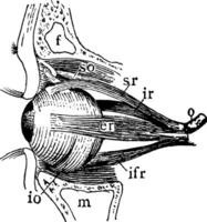 muscoli di sinistra bulbo oculare, Vintage ▾ illustrazione. vettore