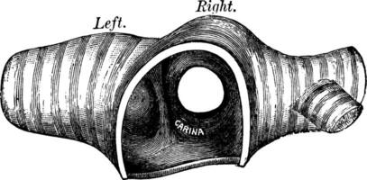 trasversale sezione di il trachea, Vintage ▾ illustrazione. vettore