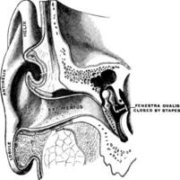 orecchio mostrando uditorio canale e timpano, Vintage ▾ illustrazione. vettore