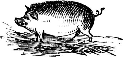 maiale, Vintage ▾ illustrazione. vettore