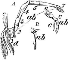 gamberi gamba, Vintage ▾ illustrazione. vettore