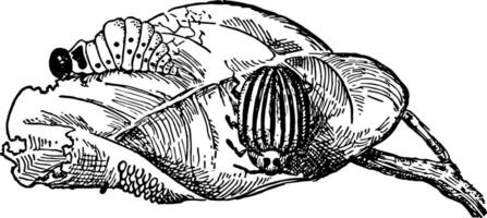 Patata insetto, Vintage ▾ illustrazione. vettore