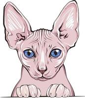 gatto sfinge. ritratto lanuginoso felino disegnato a mano di un gatto. vettore