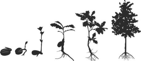 vita ciclo di quercia albero silhouette, ciclo di albero silhouette, in crescita quercia clipart vettore
