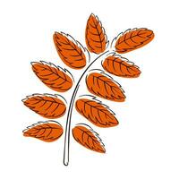 autunno Rowan partire nel linea arte, piatto stile. autunno le foglie design modello per decorazione, striscione, annuncio, saluto carta e logo. vettore illustrazione isolato su un' bianca sfondo.