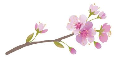 rami di ciliegia fiori su un' bianca sfondo. per primavera saluto carte e cosmetici confezione. rami con rosa sakura fiori. vettore illustrazione.