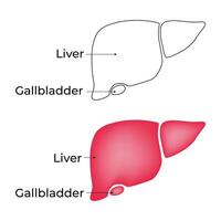 fegato cistifellea scienza design vettore illustrazione diagramma