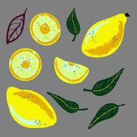 illustrazione vettoriale di limone