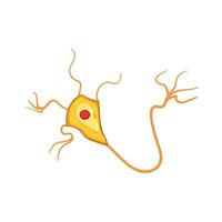 anatomia neuroni cartone animato vettore illustrazione