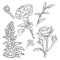 inchiostro. un' disegnato a mano impostato di fiori con Rose con mini cuffie e delicato le foglie. foresta felce foglia per mazzo disposizioni. fiori selvatici e bosco erbe aromatiche come il decorativo fogliame. vettore eps 10