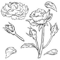 inchiostro. disegnato a mano Rose, elegantemente raffigurante fiori con steli, mini cuffie, e le foglie. per tatuaggi, inviti, e carte. celebrazioni, matrimoni, e compleanni. vettore illustrazione nel eps 10