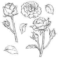 inchiostro. squisito disegnato a mano Rose, con fiorisce, mini cuffie, e le foglie. Perfetto per tatuaggio arte, inviti, e carte. vettore illustrazione eps 10. per celebrazioni, matrimoni, e compleanni