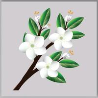 vettore bianca ciliegia fiore. bianca fiori su un' ramo illustrazione.