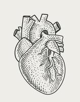 illustrazione stile di incisione del cuore umano vettore