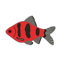 cartone animato vettore illustrazione nero rubino barbiglio pesce icona isolato su bianca sfondo