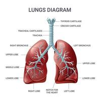 polmoni medico educativo diagramma. vettore illustrazione