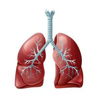 salutare umano polmoni. vettore illustrazione isolato