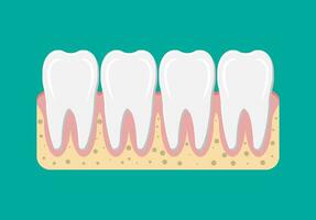denti icona con gomma. umano denti nel piatto stile. dentale concetto. igiene e igiene orale. vettore illustrazione