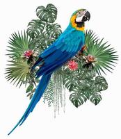 uccello ara blu e oro con fogliame amazzonico vettore