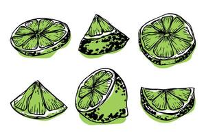 vettore lime clipart. mano disegnato agrume impostare. frutta illustrazione. per Stampa, ragnatela, disegno, arredamento