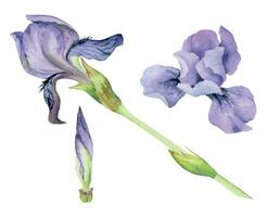 mano disegnato acquerello viola bandiera spada barbuto iris fiore botanico natura fioritura germoglio stelo gambo. singolo oggetto isolato su bianca sfondo. design festa invito, Stampa, negozio, nozze, cosmetici vettore