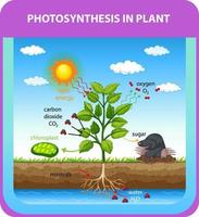 diagramma che mostra il processo di fotosintesi nella pianta vettore