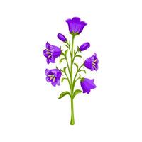 campanula o campanula, isolato cartone animato pianta vettore