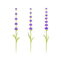 lavanda fiore vettore icona illustrazione