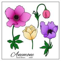 impostato di anemone fiori. mano disegnato colorato fiori selvatici per disegno, decorazione, botanica libri, articoli vettore