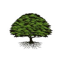 quercia albero logo, grande albero radici vettore