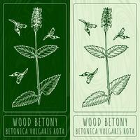 vettore disegni Comune hedge. mano disegnato illustrazione. latino nome betonica officinalis l.