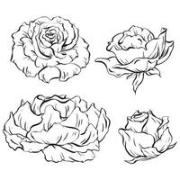 un' impostato di fioritura rosa fiori. delicato petali catturato a partire dal vario angoli. ideale per tatuaggio ornamento, inviti, e carte. celebrazioni, matrimoni e compleanni. vettore illustrazione nel eps 10