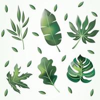Pacchetto di vettore di foglie verdi Clipart