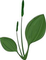 un' pianta con le foglie e verde steli vettore