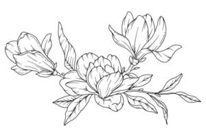 magnolia linea disegno. nero e bianca floreale mazzi di fiori. fiore colorazione pagina. floreale linea arte. bene linea magnolia illustrazione. mano disegnato fiori. botanico colorazione. nozze invito fiori vettore