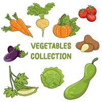 verdure collezione illustrazione vettore impostato