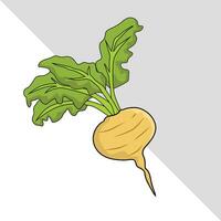 rape verdura vettore illustrazione con le foglie isolato grafico
