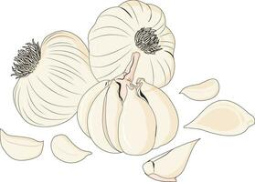 illustrazione vettoriale di aglio