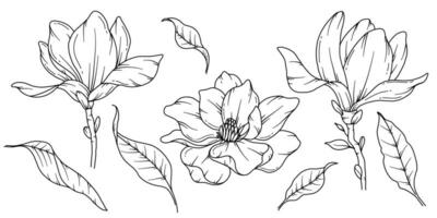 magnolia linea disegno. nero e bianca floreale mazzi di fiori. fiore colorazione pagina. floreale linea arte. bene linea magnolia illustrazione. mano disegnato fiori. botanico colorazione. nozze invito fiori vettore