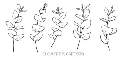 eucalipto linea disegno. nero e bianca floreale mazzi di fiori. fiore colorazione pagina. floreale linea arte. bene linea eucalipto illustrazione. mano disegnato verde. botanico colorazione. nozze invito verdura vettore