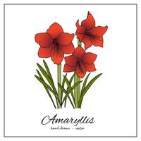 amaryllis. mano disegnato colorato fiori per saluto carte, stampa, decorazione vettore