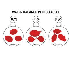 acqua equilibrio nel sangue cellula design vettore illustrazione diagramma