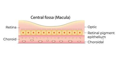 centrale fossa macula scienza design vettore illustrazione