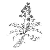 aunasin albero fiore impianti mano disegno botanico linea disegno vettore