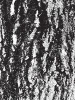 struttura della corteccia di albero del grunge vettore