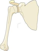 illustrazione mostrando anca anatomia vettore