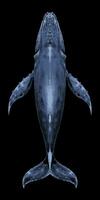 superiore Visualizza blu balena illustrazione vettore